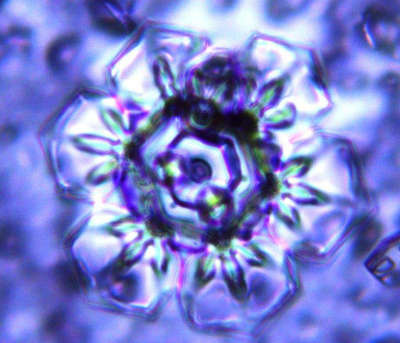 emoto-univers-fleur-de-vie