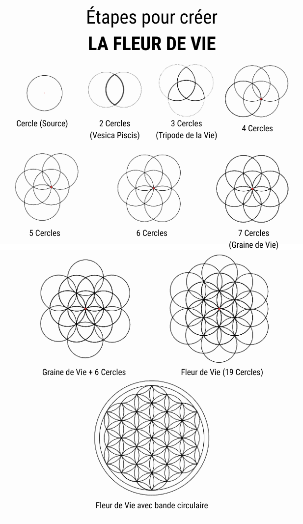 Étapes de construction de la Fleur de Vie en géométrie sacrée : cercle source, vesica piscis, graine de vie et fleur de vie à 19 cercles.